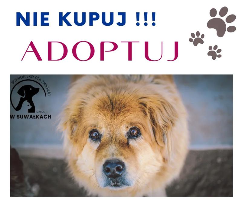 Jak skutecznie adoptować zwierzę ze schroniska? Lista wymogów do spełnienia